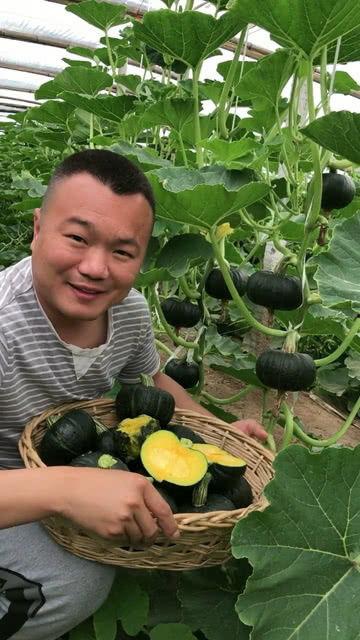 小石头吃贝贝瓜,小石头与贝贝瓜的甜蜜邂逅