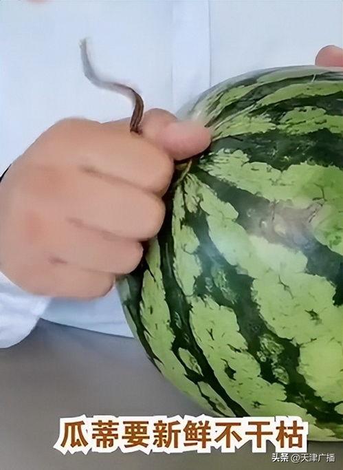 黄色小瓜怎么吃,探索美味新境界