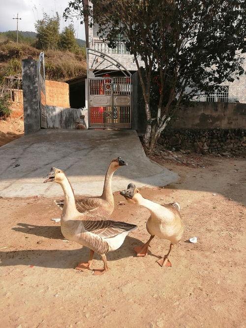 鹅长期吃瓜,探索鹅类独特的饮食习惯