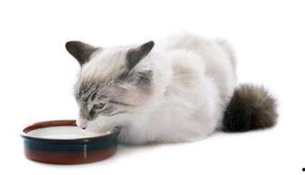 猫咪如何吃大瓜,探索猫咪的“吃瓜”乐趣