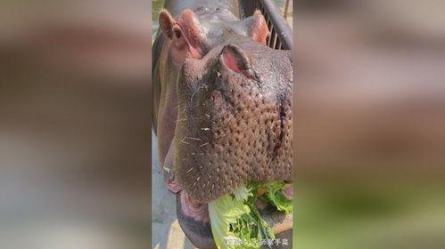 吃瓜七哥,网络红人的崛起与影响力