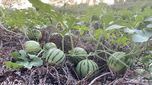 假扮大树旁边吃瓜,假扮大树与吃瓜者的欢乐日常