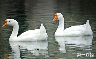 高瓜叶能给鹅吃吗,鹅的绿色美食探索