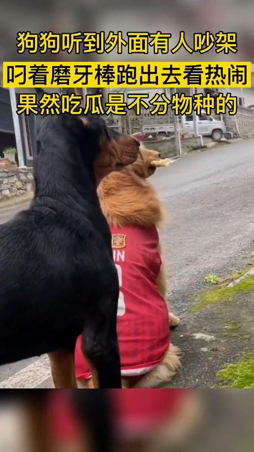 吃瓜群众动物图片,揭秘吃瓜群众动物们的趣味生活