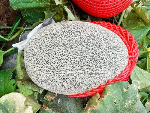 茶茶的吃瓜日记,揭秘娱乐圈幕后故事