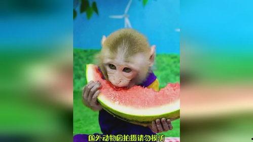 猴吃瓜背景视频软件,趣味横生的短视频软件,带你领略欢乐时光
