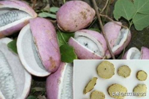 吃八月瓜吃籽吗,八月瓜籽的食用与营养价值揭秘