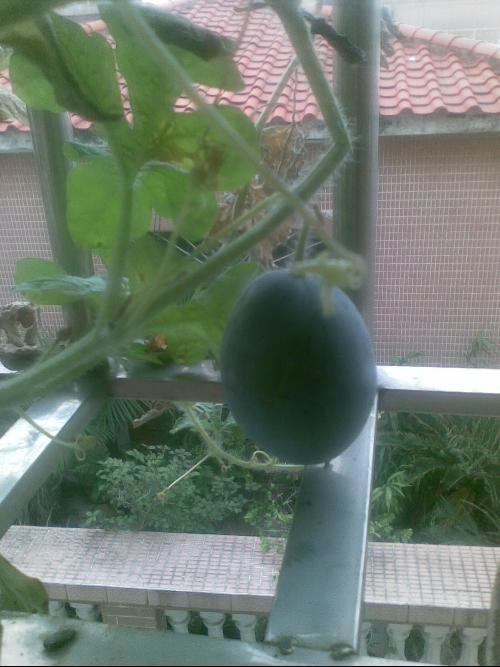 台上跳舞的吃瓜,揭秘舞台上的舞蹈魅力