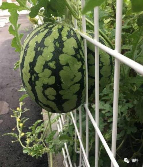 大花吃瓜,揭秘娱乐圈幕后故事