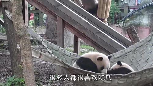 老熊猫吃瓜群众,揭秘娱乐圈幕后风云