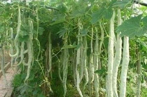 蛇瓜可以砍着吃吗,砍着吃，美味又营养