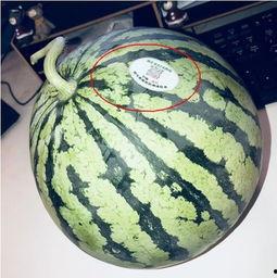 东海网红吃瓜,揭秘娱乐圈幕后风云