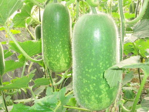 苍玹吃瓜图,揭秘娱乐圈幕后风云