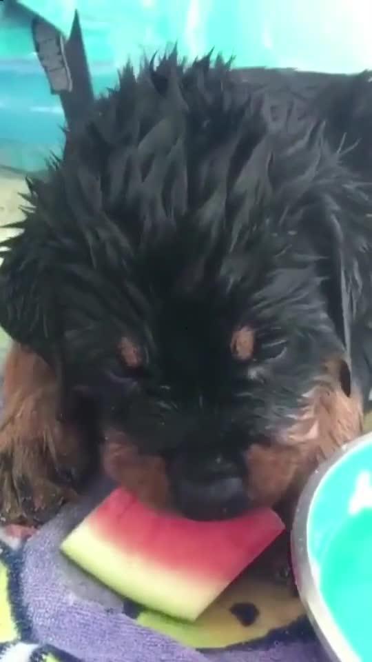 吃瓜德牧,揭秘德牧犬的饮食与生活趣事