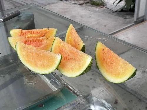 夏天农村吃瓜拍照,镜头下的甜蜜瞬间