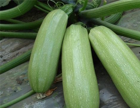 日本小方瓜可以吃吗,美味可口的健康食材