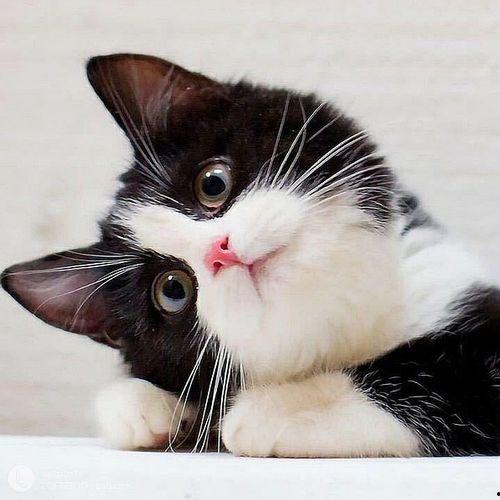 吃瓜头像猫咪可爱,萌态可掬，可爱指数爆表！