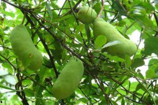 吃八月瓜吃籽吗,八月瓜籽的食用与营养价值揭秘