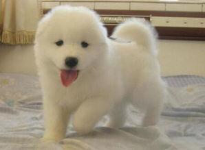 萨摩吃凉瓜呕吐,宠物饮食安全警示