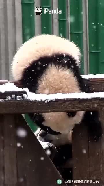 乖乖吃瓜熊,揭秘网络红人的成长之路