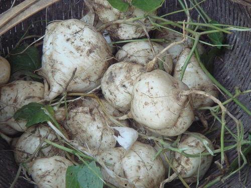 土瓜怎么吃做法,解锁健康美味新体验