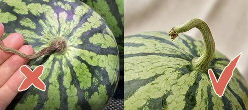 香港炸裂舞台吃瓜,一场惊心动魄的吃瓜盛宴
