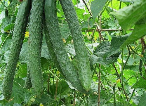 天天吃瓜的好处,天天吃瓜的五大益处揭秘