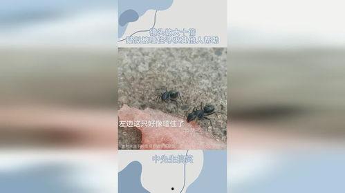 吃瓜蚂蚁,揭秘网络舆论场的“小透明”力量