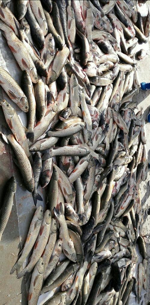 鱿鱼吃瓜群众,揭秘海洋中的“美食家”