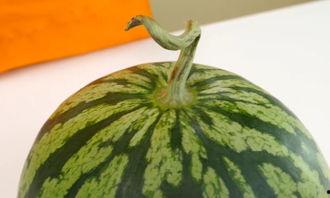 文安霸州吃瓜,一场热闹非凡的吃瓜盛宴