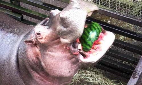 河马生鲜吃瓜,吃瓜新风尚，尽享夏日清凉