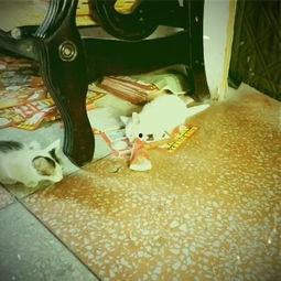 开眼界的吃瓜,开眼界的吃瓜之旅