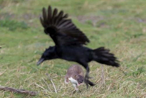 白鼬连麦吃瓜,揭秘网络直播的趣味瞬间