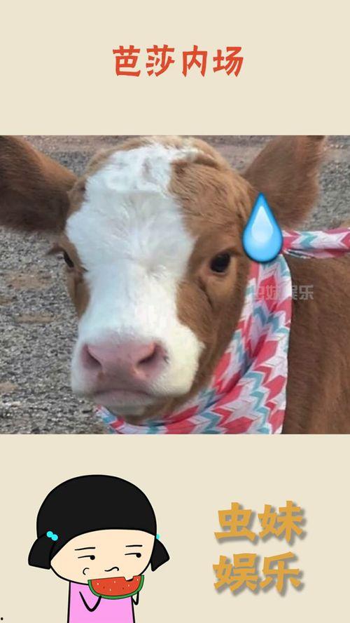 吃瓜专用抖音,带你领略网络热点风云