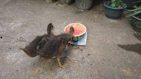 鸭吃鸭瓜,鸭吃鸭瓜的奇妙食趣揭秘