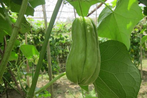 一颗佛手瓜怎么吃才好吃,解锁最佳食用方法