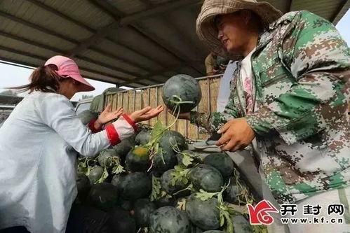 开封吃瓜群众,吃瓜群众的热议焦点