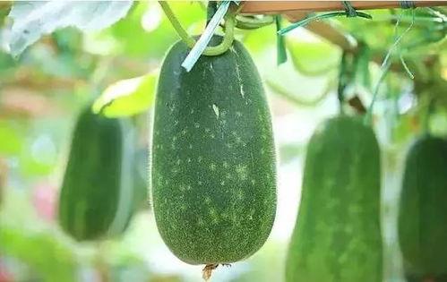 爽文吃瓜配角,吃瓜界的风云人物