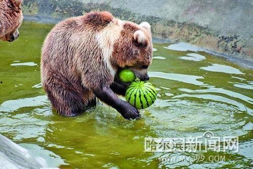 趴窗吃瓜动物,趴窗吃瓜动物的趣味生活