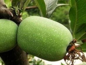 海棠吃瓜最新,揭秘娱乐圈最新热点事件